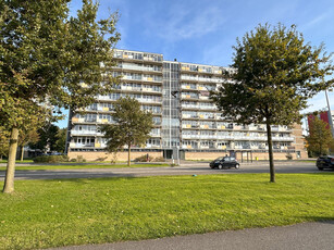 Lupinesingel 266