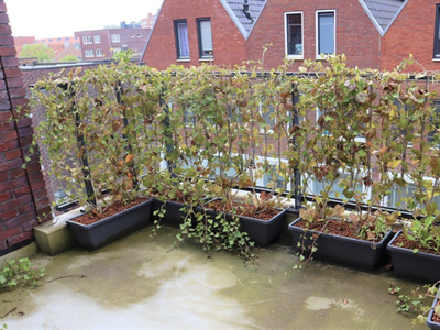 Appartement te huur Compagniestraat, Alkmaar